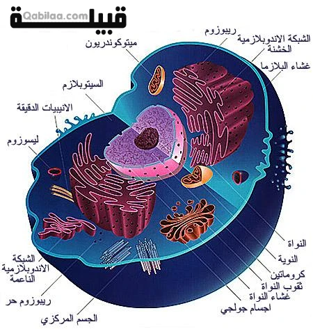 شكل الخلية الحيوانية