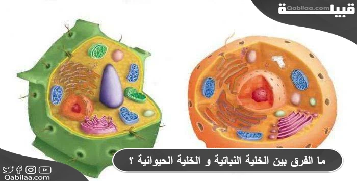 ما الفرق بين الخلية النباتية و الخلية الحيوانية