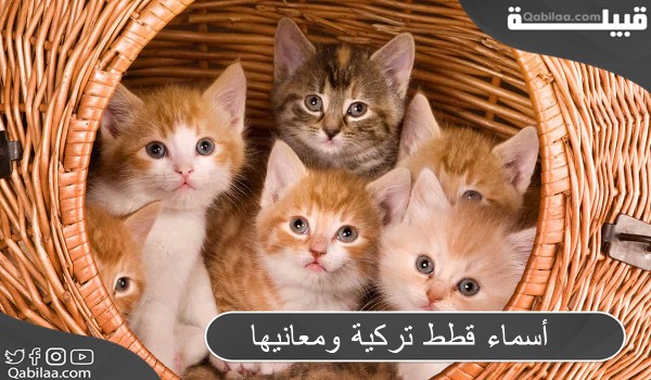 أسماء قطط تركية ومعانيها ذكور واناث 2024
