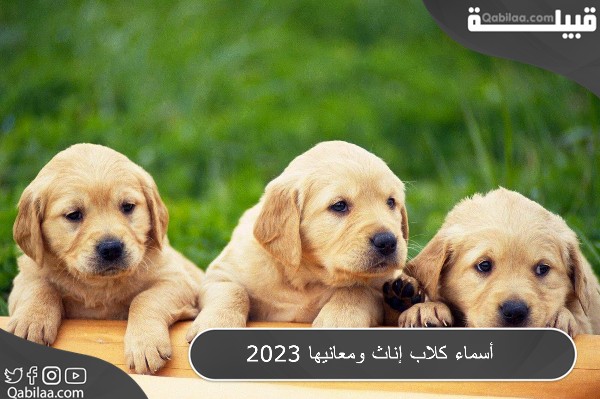 أسماء كلاب إناث بجميع اللغات ومعانيها 2024