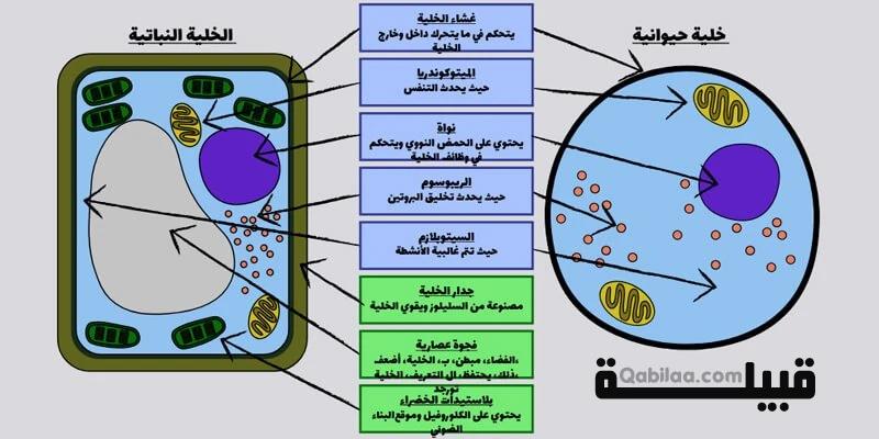 الخلية النباتية والخلية الحيوانية