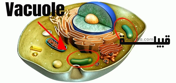 تركيب الخلية الذي يساعدها على خزن الماء والغذاء والفضلات