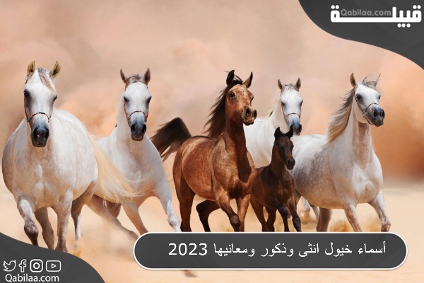 32 من أسماء خيول عربية أصيلة ومعانيها 2024 منها خيول الأمراء