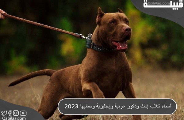 أسماء كلاب اناث و ذكور عربية وإنجليزية ومعانيها 2024