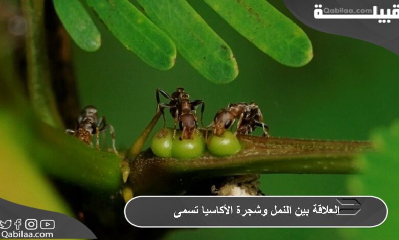 ماذا تسمي العلاقة بين النمل وشجرة الأكاسيا ؟