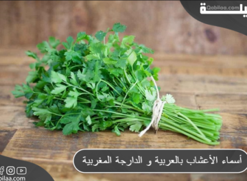 أسماء الأعشاب بالعربية و الدارجة المغربية