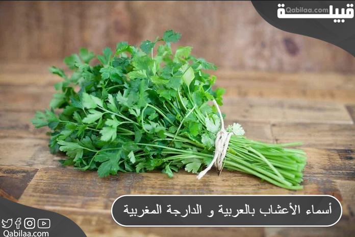 أسماء الأعشاب بالعربية و الدارجة المغربية