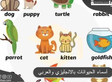 أسماء الحيوانات بالانجليزي والعربي