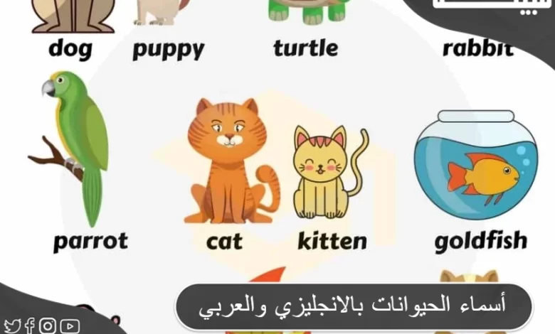 أسماء الحيوانات بالانجليزي والعربي للاطفال بالصور