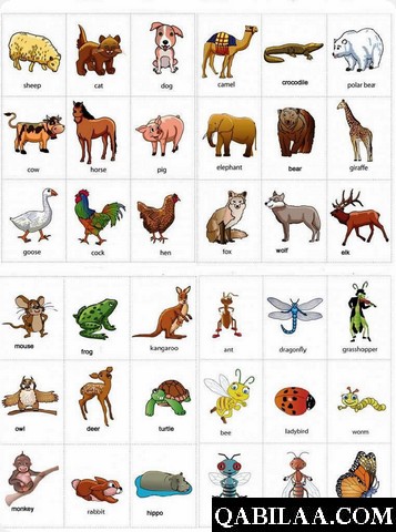 أسماء الحيوانات بالانجليزي والعربي