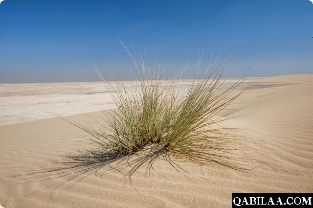 أسماء وأشكال النباتات الصحراوية في الكويت